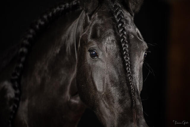 Close portrait of a black Friesian horse with braided mane and forelock, single watchful eye, dramatic lighting, fine art equine photography by Tamara Gooch.