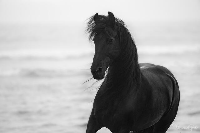 Black and white limited edition photograph showing a black friesian horse on the beach on an overcast day.