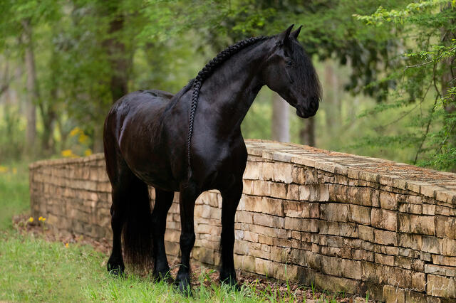 Friesian Elegance print