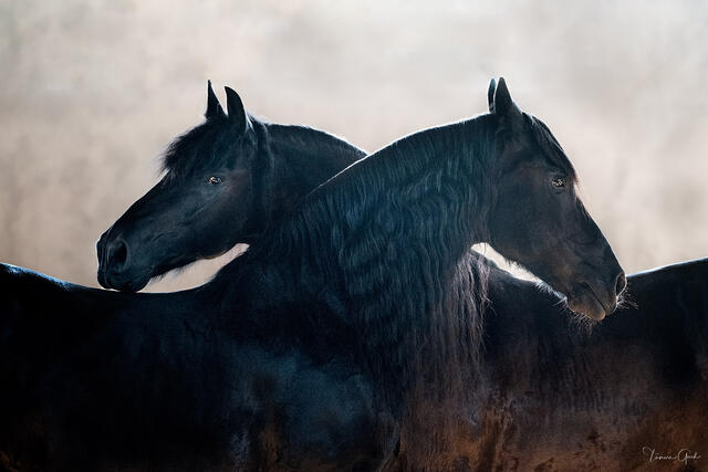 "Fine art print of two dark horses in profile standing together with dramatic backlighting and misty background"