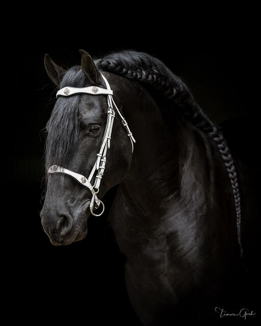 Friesian horse in three-quarter profile against absolute black, white bridle, braided mane, formal studio portrait, fine art equine photography by Tamara Gooch.
