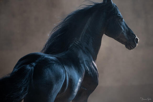 Color fine art portrait of a black Friesian stallion in three-quarter rear view, blue-black coat highlighted in cool light, warm neutral background, Oregon.