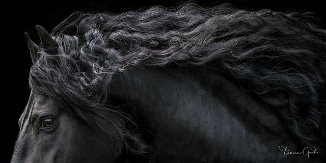 Friesian Baroque Horse