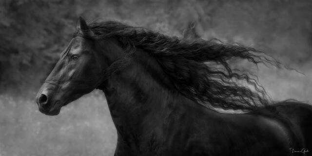Black and white panoramic fine art portrait of a black Friesian stallion, long curling mane streaming dramatically, soft atmospheric background, Washington.