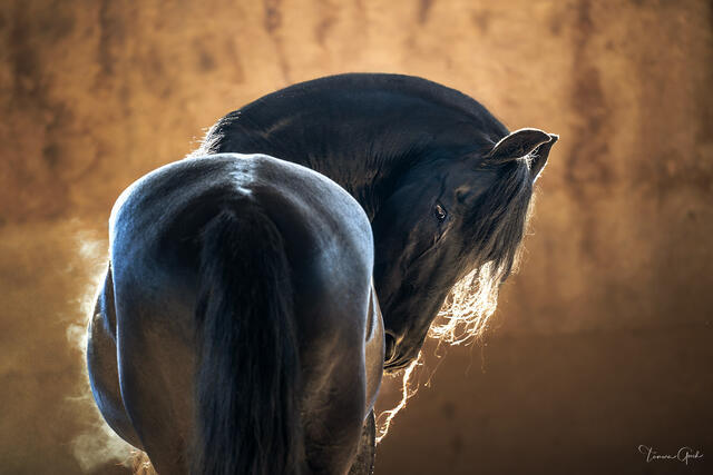 Fine art equine photograph of a dark horse with flowing mane backlit by golden sunset. Large Format prints is our speciality.