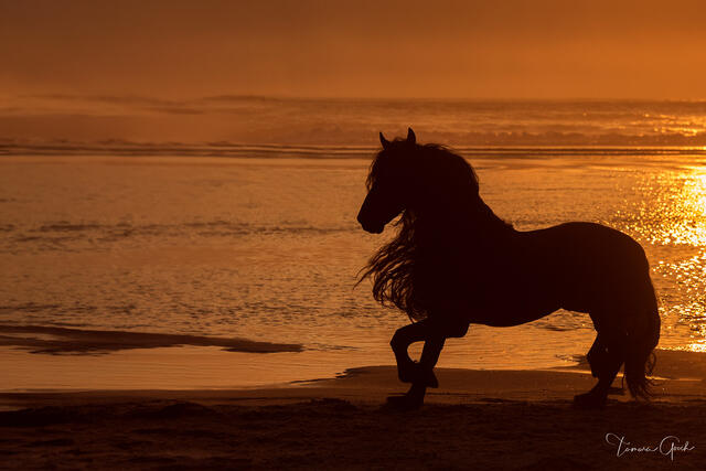 Friesian Sunset print