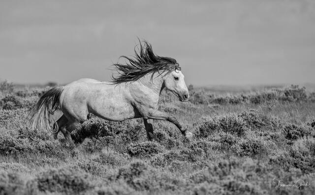 Grey wild mustang stallion galloping through sage brush, mane streaming, black and white, Wyoming open range, fine art photography by Tamara Gooch.
