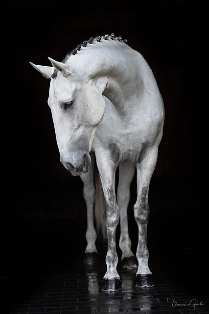 Luxurious Lusitano Horse print