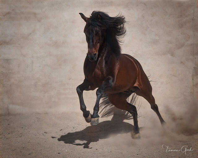 Bay Andalusian stallion charging through dust with black mane flying, fine art equine photography by Tamara Gooch.