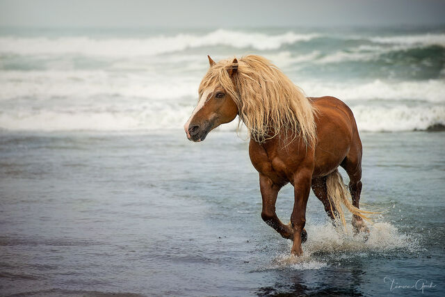 Haflinger Horse at the Beach 