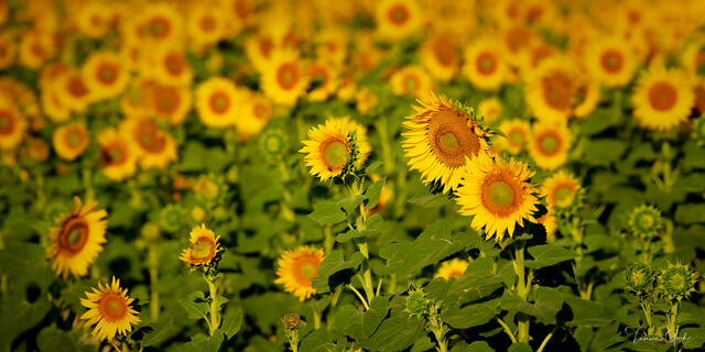 Happiness and Sunflower Fields print