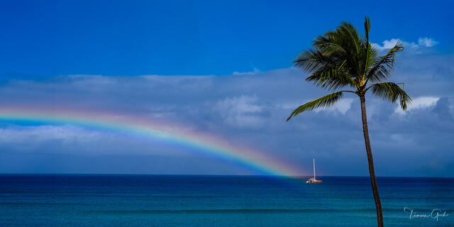 Full rainbow arching over turquoise Hawaiian ocean, lone sailboat beneath, single palm tree, deep blue sky, panoramic fine art print by Tamara Gooch.