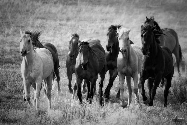 A band of ranch horses in full motion together through sage grass, black and white, Wyoming, fine art photography by Tamara Gooch.