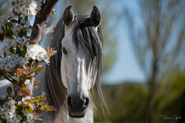 Dapple grey Andalusian stallion framed by white spring blossoms against soft blue sky, dark mane, fine art equine photography by Tamara Gooch.