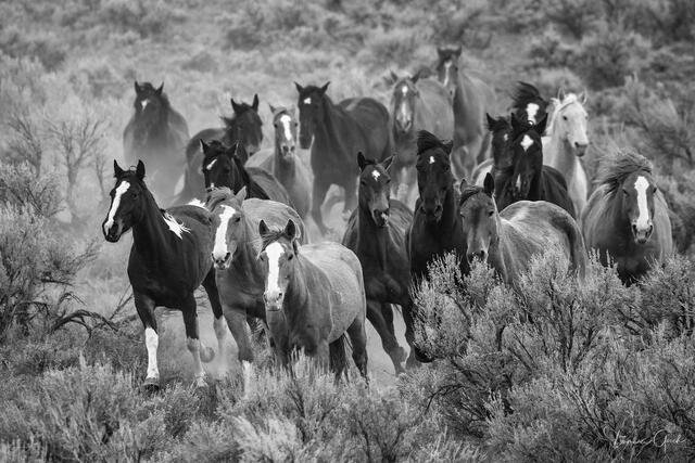 black and white herd of wild horses running fine art photography print for luxury wall art