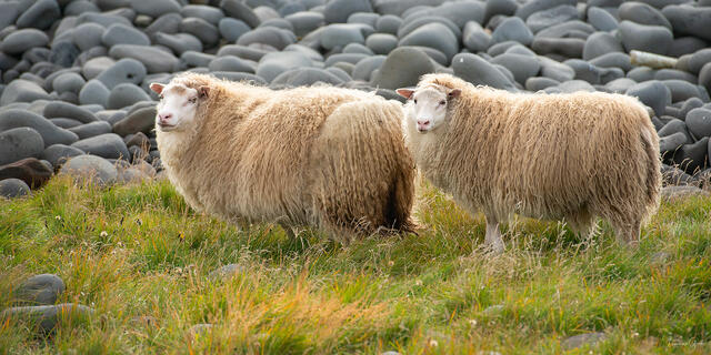 Two woolly Icelandic sheep standing in coastal grass before dark basalt boulders, Iceland.