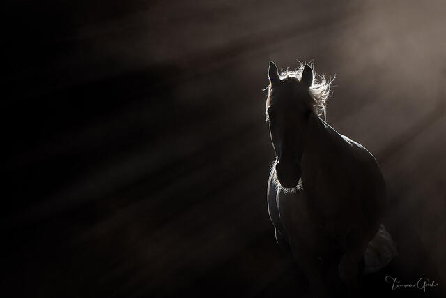 Horse in dramatic backlight, luminous rim-lit silhouette against sweeping rays of light and deep shadow, fine art equine photography by Tamara Gooch.

