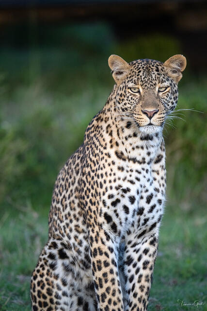 The Leopard's Watch — Tanzania, Africa print