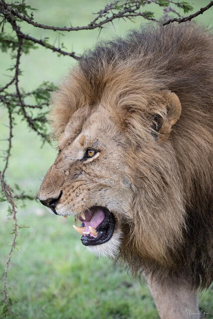Raw Power — Male Lion, Tanzania, Africa print