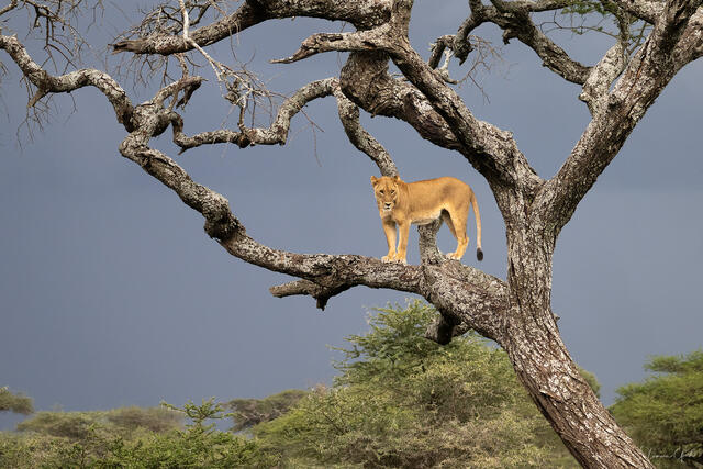 African Wildlife Fine Art Photography Prints | Limited Edition Tanzania & East Africa Wall Art