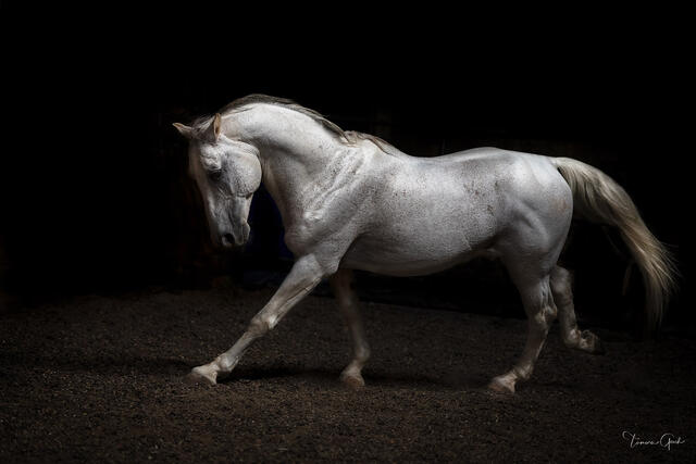 Dapple grey Lipizzaner horse in canter against absolute black background, powerful muscular form,  fine art equine photography by Tamara Gooch.