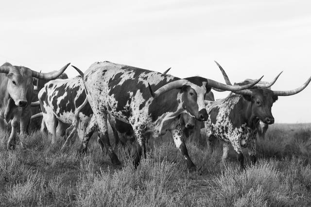 The Longhorn Drive — Texas Longhorns Fine Art Print print