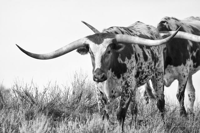 Horn and Sage — Texas Longhorn Fine Art Print print
