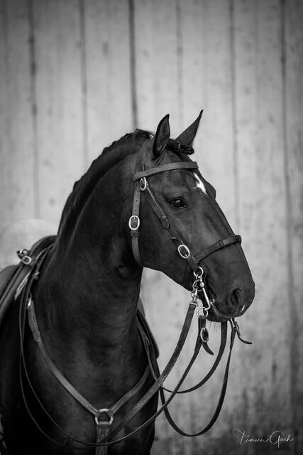 Lusitano 2 print