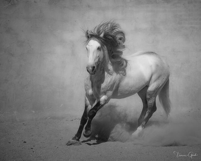 Imperio print