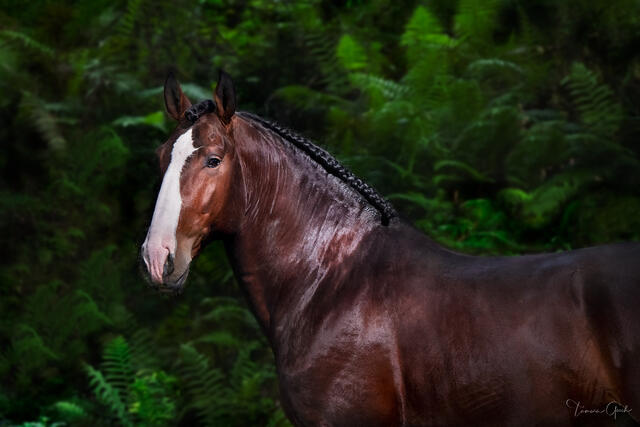 Gallery quality horse photo print of a Lusitano horse standing in a lush fern grotto.