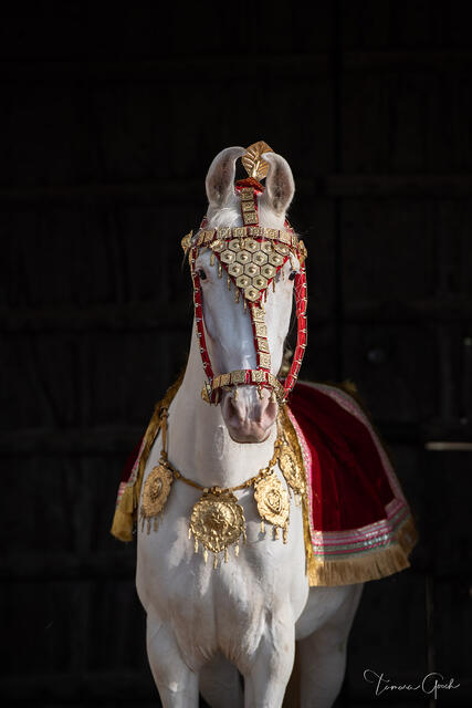 White Marwari horse in elaborate gold and crimson ceremonial regalia against dark background, India equine fine art photography by Tamara Gooch.