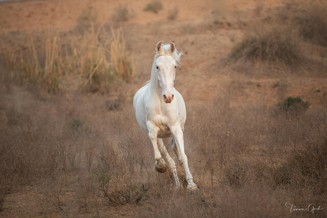 White Marwari horse in full gallop through dry amber desert scrubland, facing camera, India equine fine art photography by Tamara Gooch.