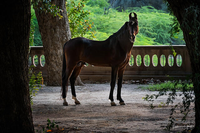 Bay Marwari horse standing in dappled light between ancient trees, ornate stone balustrade, India, fine art equine photography by Tamara Gooch.