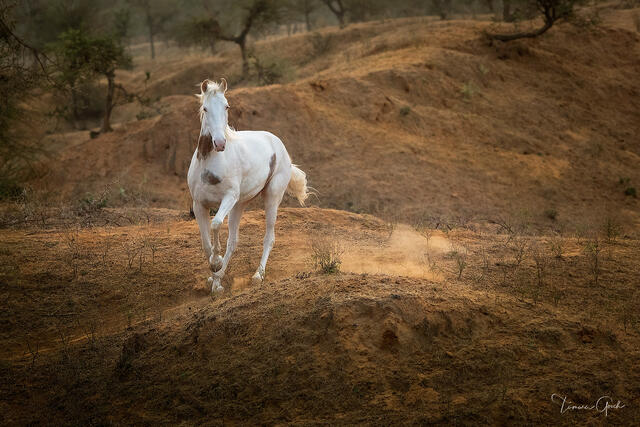 White Marwari horse with chestnut markings running along amber terracotta ridgeline, dust rising, India equine fine art photography by Tamara Gooch.