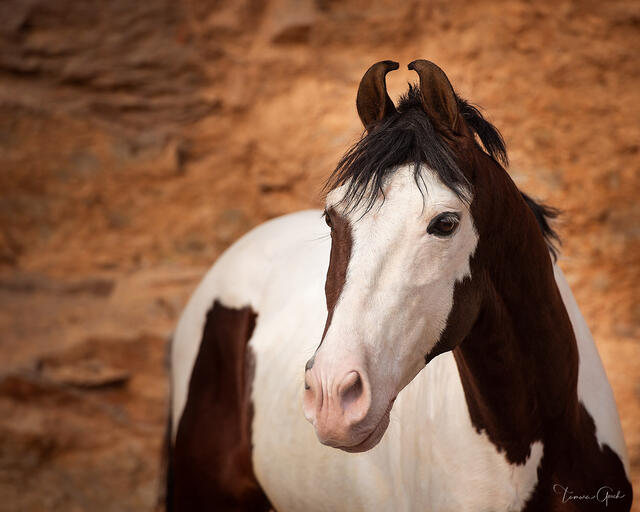 Pinto Marwari stallion with distinctive curved ears in close portrait against warm sandstone wall, India, fine art equine photography by Tamara Gooch.
