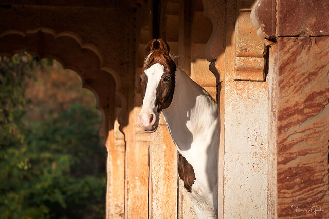 Chestnut and white Marwari horse peering around ornate sandstone Mughal arch column, golden light, Rajasthan India equine fine art photography by Tamara Gooch.