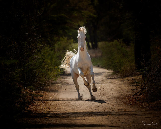White Marwari horse in full gallop down shadowed path toward camera, mane and tail flying, dramatic light, India equine fine art photography by Tamara Gooch.