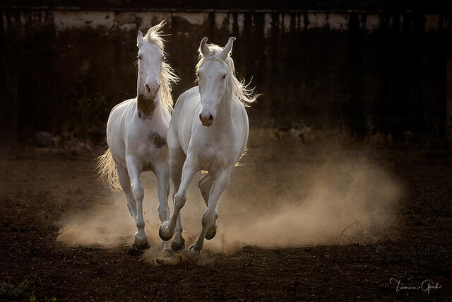 Two white Marwari stallions galloping together through dust in dramatic backlight, India, fine art equine photography by Tamara Gooch.