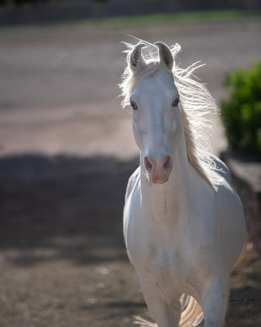 White Marwari mare walking toward camera, backlit golden hour light, mane flowing, soft warm tones, India equine fine art photography by Tamara Gooch.