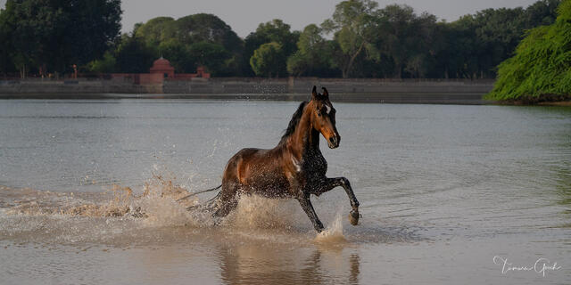 Marwari horse galloping through shallow lake spray exploding, ancient temple visible in soft focus background, India equine fine art photography by Tamara Gooch