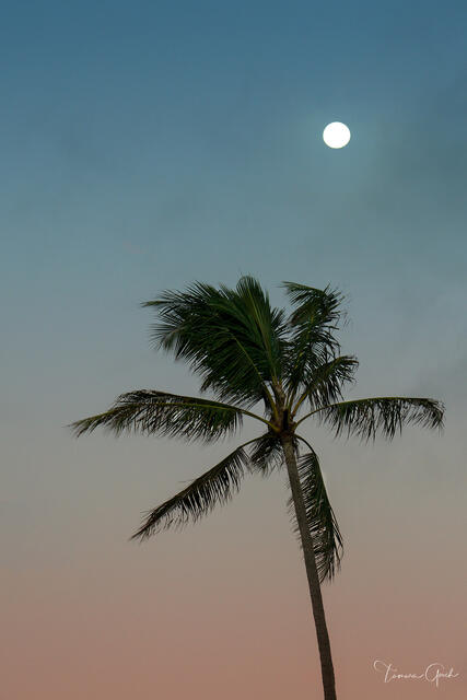 Minimalist photograph of lone palm tree silhouette against pastel sunset sky with full moon rising above, fine art tropical photography print