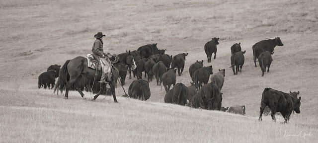 Cowboy Moving Cattle print
