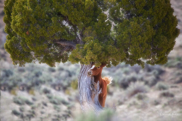 Chestnut wild foal peering out from behind an ancient juniper tree, Sand Wash Basin, Colorado, fine art photography by Tamara Gooch.