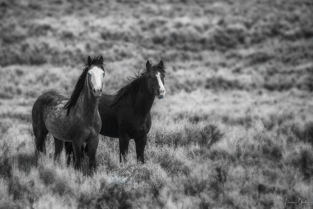 Two wild mustangs with bold face markings standing alert in Wyoming sagebrush, black and white fine art photography by Tamara Gooch.