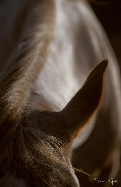 Soft focus close-up of horse ear and flowing mane with warm tones abstract equine fine art photography