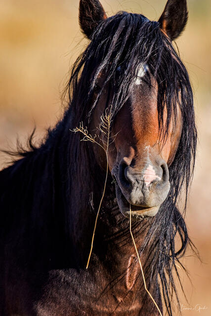 Close-up fine art portrait of a wild stallion with a long mane in Nevada by Tamara Gooch.