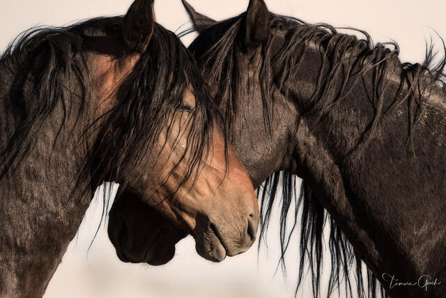 Two dark wild mustang stallions resting heads together in a moment of quiet peace, Nevada, fine art photography by Tamara Gooch.