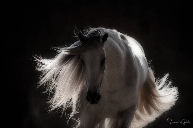 Andalusian Horse Extravaganza print