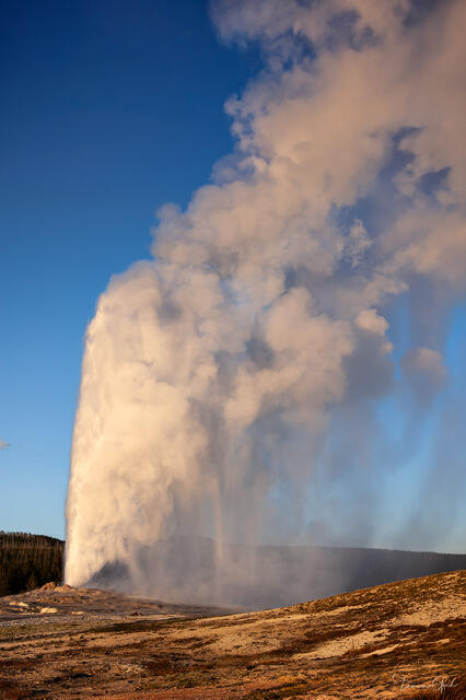 The Faithful — Old Faithful Geyser, Yellowstone National Park, Wyoming print