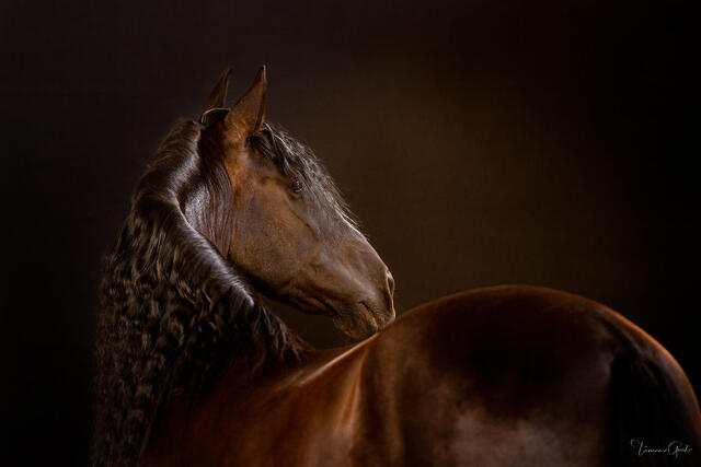 Solitice Glance print